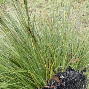 Gahnia subaequiglumis at Paddys River, ACT - 17 Jan 2022