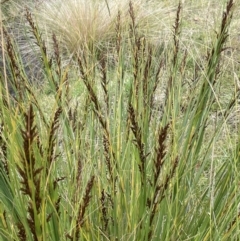 Gahnia subaequiglumis at Paddys River, ACT - 17 Jan 2022