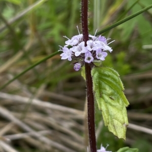 Mentha pulegium at Paddys River, ACT - 17 Jan 2022 02:55 PM