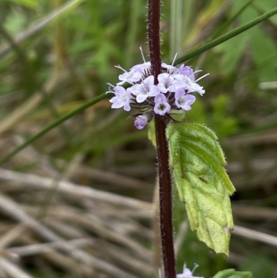 Mentha pulegium (Pennyroyal) at Paddys River, ACT - 17 Jan 2022 by JaneR