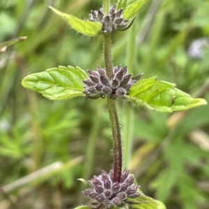 Mentha pulegium at Paddys River, ACT - 17 Jan 2022