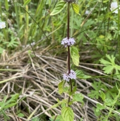 Mentha pulegium at Paddys River, ACT - 17 Jan 2022 02:55 PM