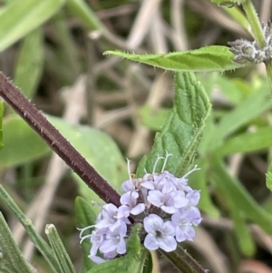 Mentha pulegium at Paddys River, ACT - 17 Jan 2022 02:55 PM