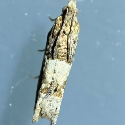 Crocidosema plebejana (Cotton Tipworm Moth) at Jerrabomberra, NSW - 17 Jan 2022 by Steve_Bok