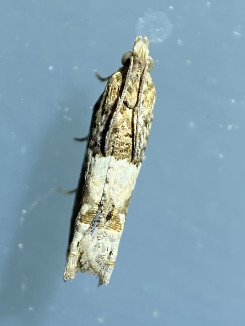 Spilonota constrictana at suppressed - 17 Jan 2022