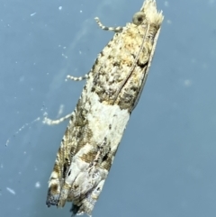 Crocidosema plebejana at Jerrabomberra, NSW - 17 Jan 2022