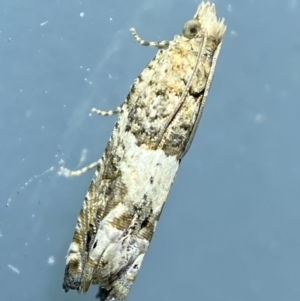 Crocidosema plebejana at Jerrabomberra, NSW - 17 Jan 2022