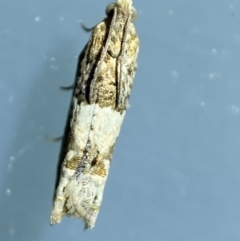 Crocidosema plebejana at Jerrabomberra, NSW - 17 Jan 2022