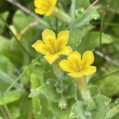 Erythranthe moschata (Musk) at Paddys River, ACT - 17 Jan 2022 by JaneR