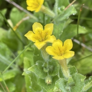 Erythranthe moschata at Paddys River, ACT - 17 Jan 2022 02:31 PM