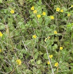 Erythranthe moschata at Paddys River, ACT - 17 Jan 2022