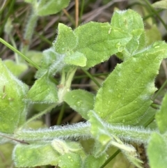 Erythranthe moschata at Paddys River, ACT - 17 Jan 2022