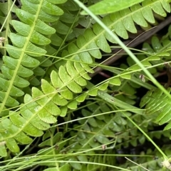 Blechnum penna-marina (Alpine Water Fern) at Gibraltar Pines - 17 Jan 2022 by JaneR