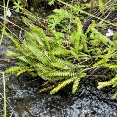 Blechnum penna-marina at Paddys River, ACT - 17 Jan 2022 03:16 PM