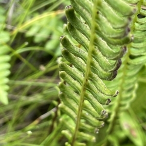 Blechnum penna-marina at Paddys River, ACT - 17 Jan 2022 03:16 PM