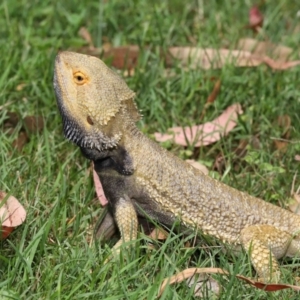 Pogona vitticeps at Acton, ACT - 14 Jan 2022