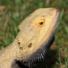 Pogona vitticeps at Acton, ACT - 14 Jan 2022