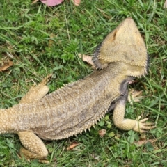 Pogona vitticeps at Acton, ACT - 14 Jan 2022