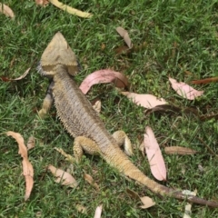 Pogona vitticeps at Acton, ACT - 14 Jan 2022