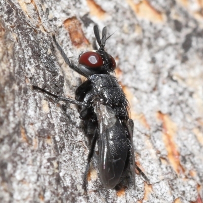 Duomyia sp. (genus) (Signal fly) at ANBG - 16 Jan 2022 by TimL