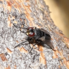 Duomyia sp. (genus) at Acton, ACT - 16 Jan 2022