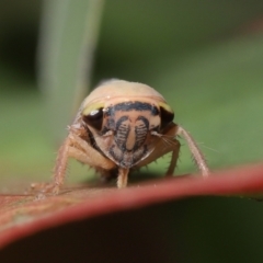 Brunotartessus fulvus (Yellow-headed Leafhopper) at ANBG - 16 Jan 2022 by TimL