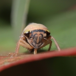 Brunotartessus fulvus at Acton, ACT - 16 Jan 2022