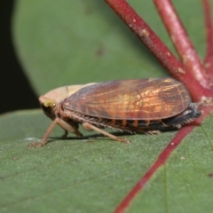 Brunotartessus fulvus at Acton, ACT - 16 Jan 2022