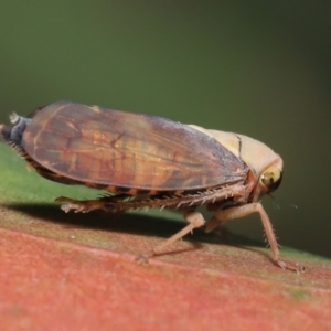 Brunotartessus fulvus at Acton, ACT - 16 Jan 2022