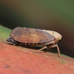 Brunotartessus fulvus at Acton, ACT - 16 Jan 2022