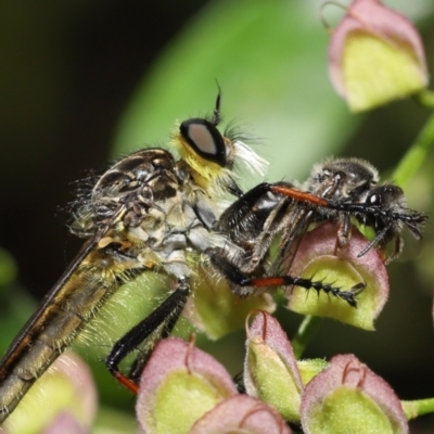 Zosteria rosevillensis (A robber fly) at Acton, ACT - 16 Jan 2022 by TimL