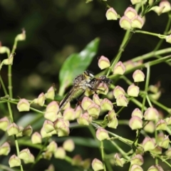 Zosteria rosevillensis at Acton, ACT - 16 Jan 2022 11:53 AM