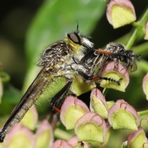 Zosteria rosevillensis at Acton, ACT - 16 Jan 2022