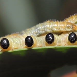 Pseudoperga sp. (genus) at Acton, ACT - 14 Jan 2022