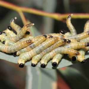 Pseudoperga sp. (genus) at Acton, ACT - 14 Jan 2022