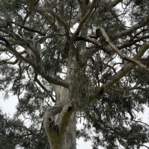 Eucalyptus melliodora at Duffy, ACT - 18 Jan 2022
