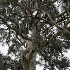 Eucalyptus melliodora (Yellow Box) at Duffy, ACT - 17 Jan 2022 by Nat
