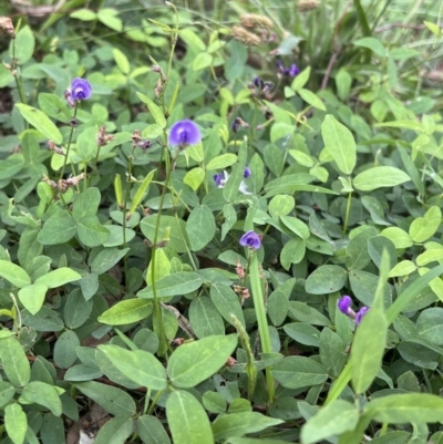 Glycine tabacina (Variable Glycine) at Duffy, ACT - 17 Jan 2022 by Nat