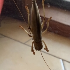 Unidentified Grasshopper, Cricket or Katydid (Orthoptera) (TBC) at Nanima, NSW - 17 Jan 2022 by 81mv