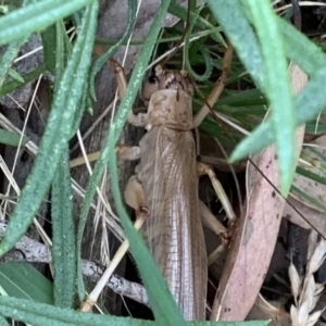 Gryllacrididae (family) at Nanima, NSW - 18 Jan 2022 08:46 AM