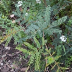 Acacia jonesii at Morton National Park - 16 Jan 2022 by plants