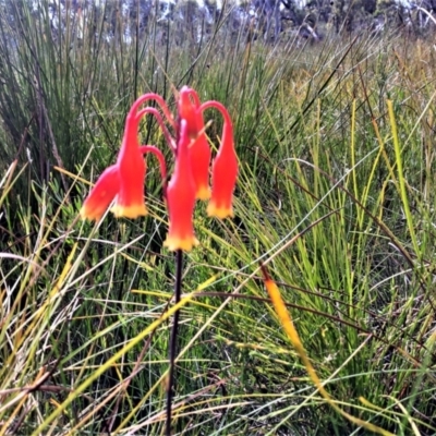 Blandfordia nobilis (Christmas Bells) at Bundanoon, NSW - 17 Jan 2022 by plants