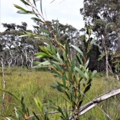 Eucalyptus apiculata (Narrow-leaved Mallee Ash) at Bundanoon, NSW - 16 Jan 2022 by plants