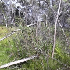 Eucalyptus apiculata at Bundanoon, NSW - 17 Jan 2022