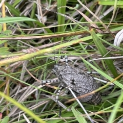 Acripeza reticulata (Mountain Katydid) at Gibraltar Pines - 17 Jan 2022 by JaneR