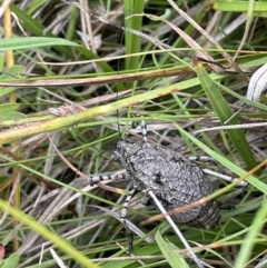 Acripeza reticulata (TBC) at Paddys River, ACT - 17 Jan 2022 by JaneR