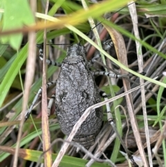 Acripeza reticulata at Paddys River, ACT - 17 Jan 2022 05:14 PM