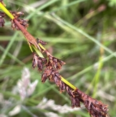 Machaerina rubiginosa (Soft Twig-rush) at Cotter River, ACT - 17 Jan 2022 by JaneR