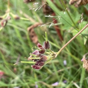 Pelargonium australe at Paddys River, ACT - 17 Jan 2022