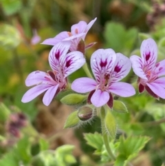 Pelargonium australe at Paddys River, ACT - 17 Jan 2022